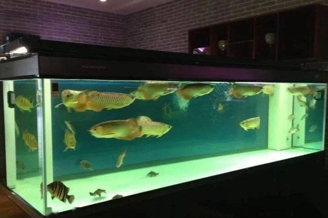 台北夢幻水族館