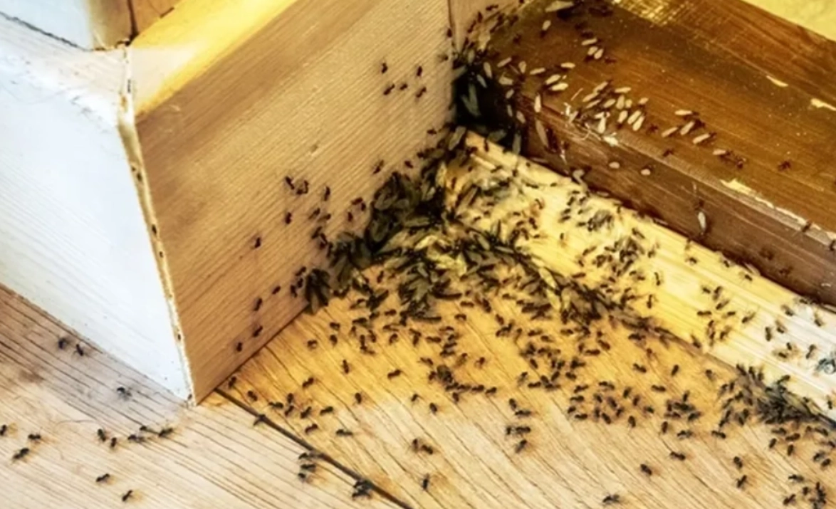 夢到螞蟻成群 意思