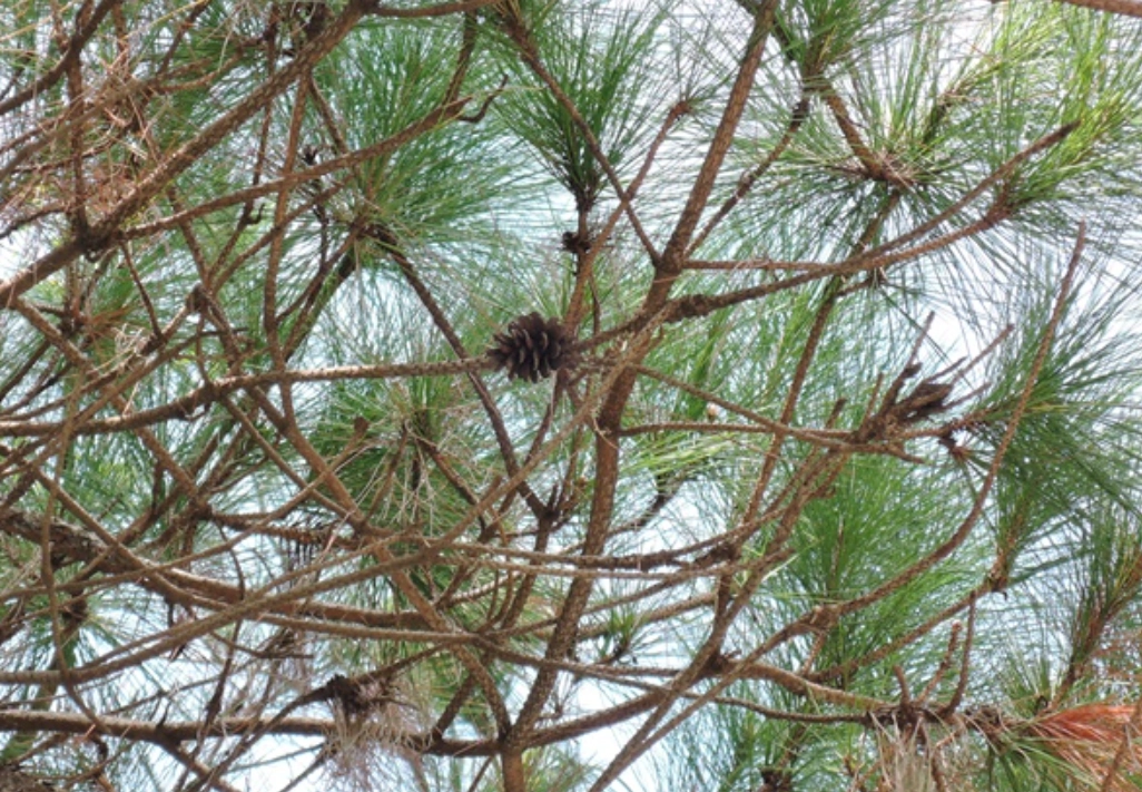 台灣二葉松 觀賞地點
