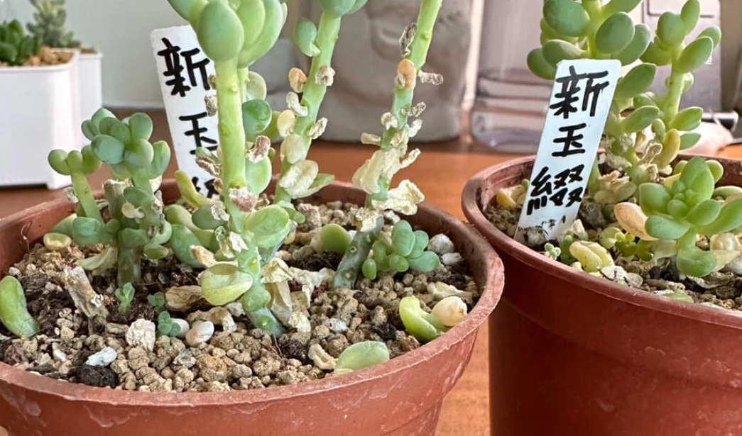 多肉葉片脫落處理