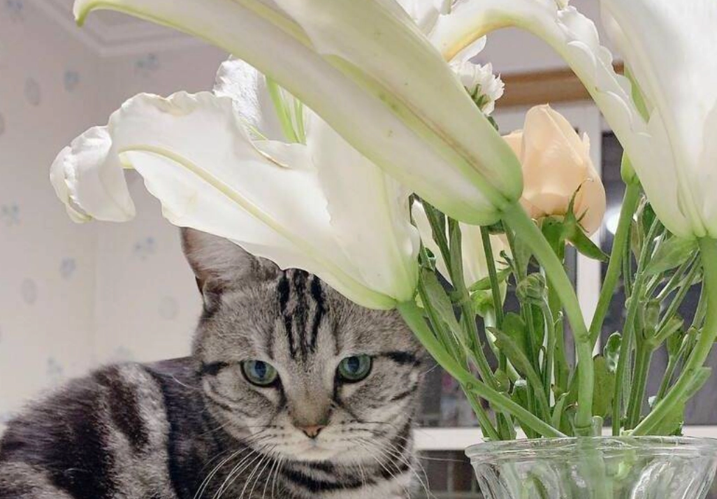 貓百合中毒