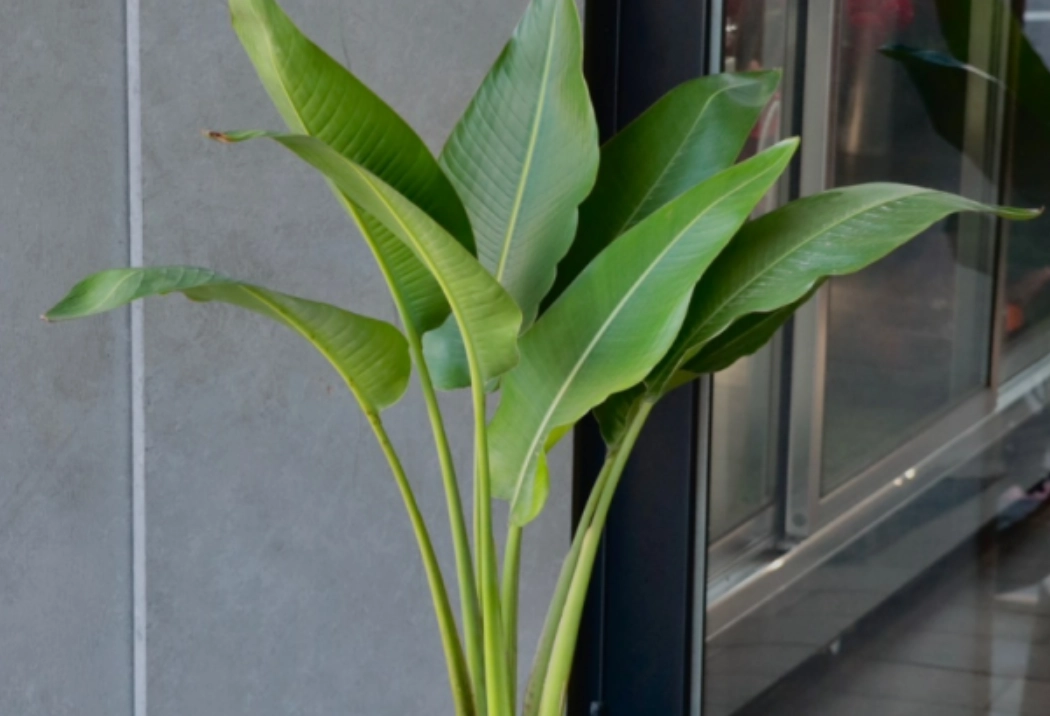 天堂鳥 葉子 焦邊