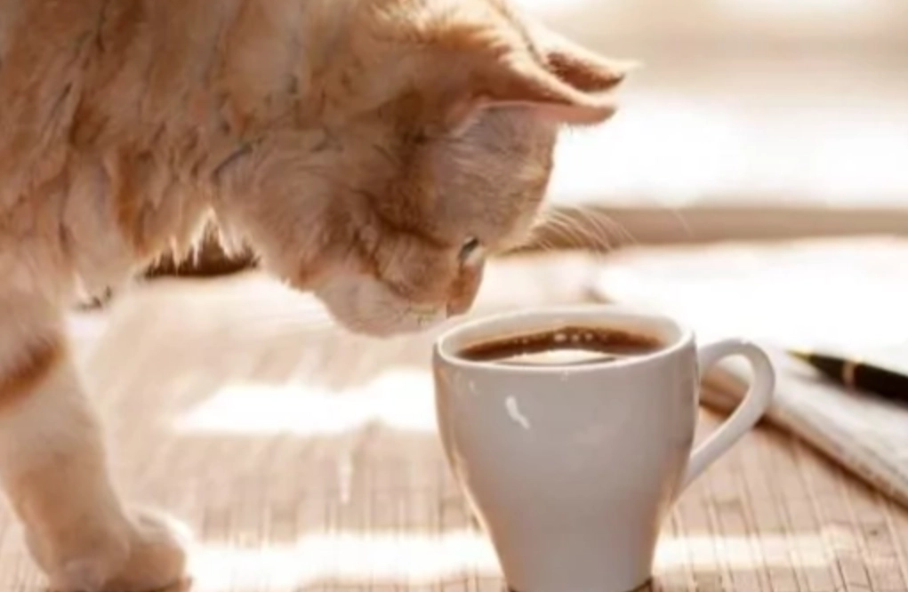 貓不能吃的食物