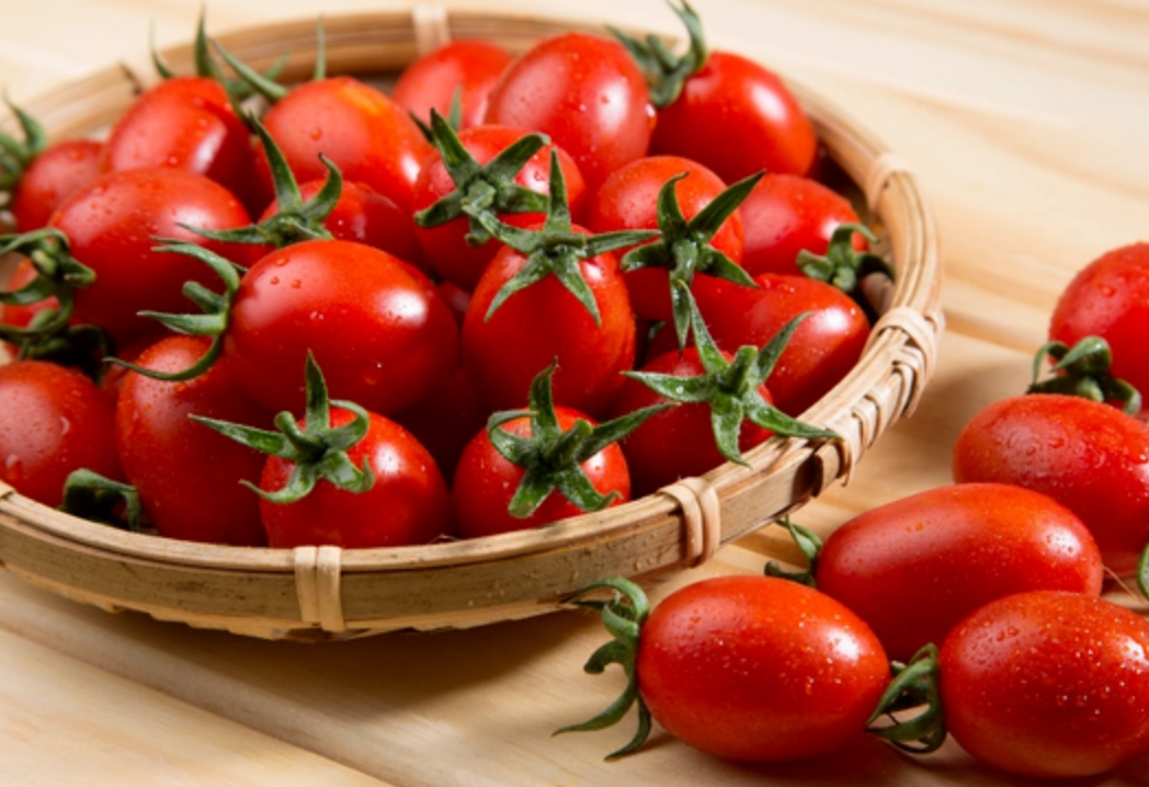 番茄品種推薦