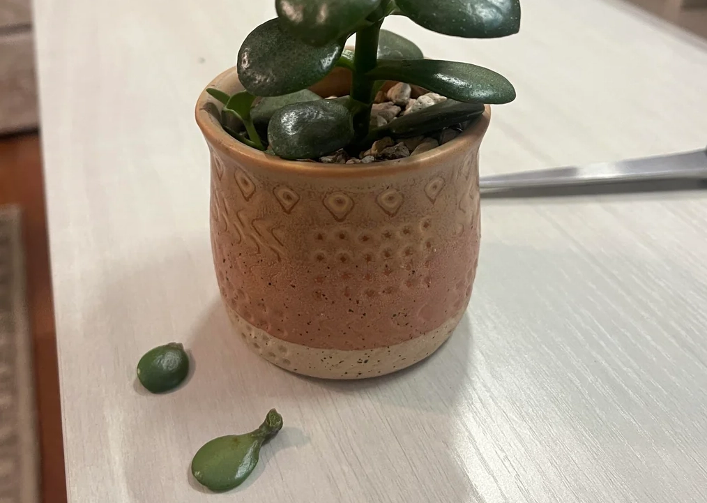 多肉葉片脫落處理