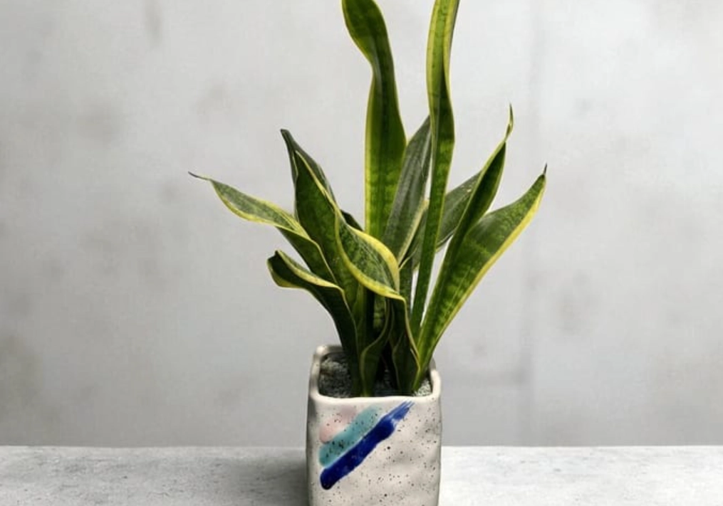 虎尾蘭 貓咪 安全