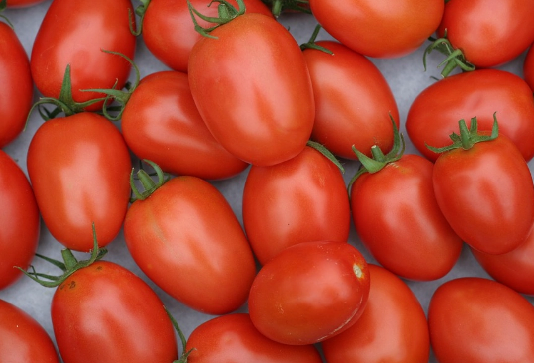 番茄品種推薦
