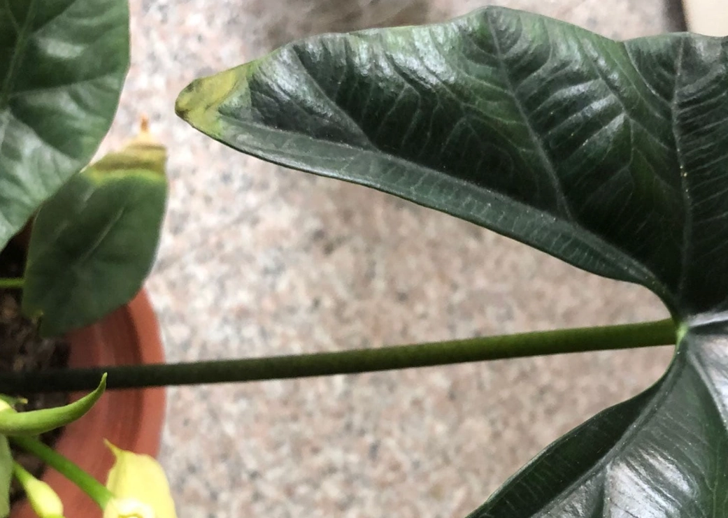 觀音蓮黃葉原因