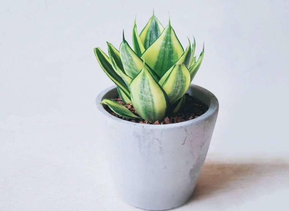 虎尾蘭 貓咪 安全