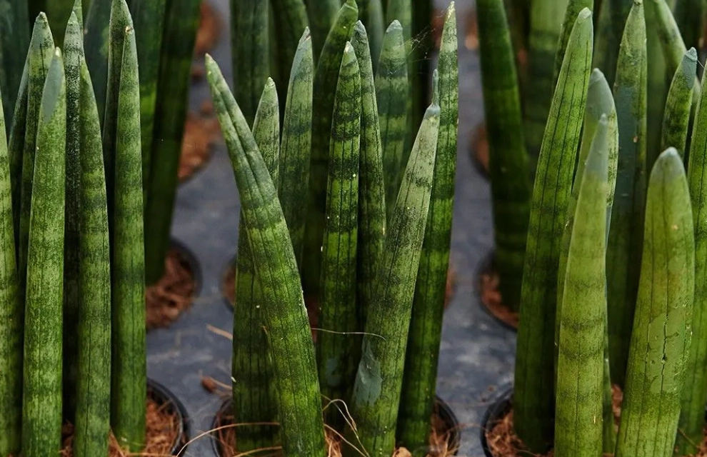 室內 植物 寵物