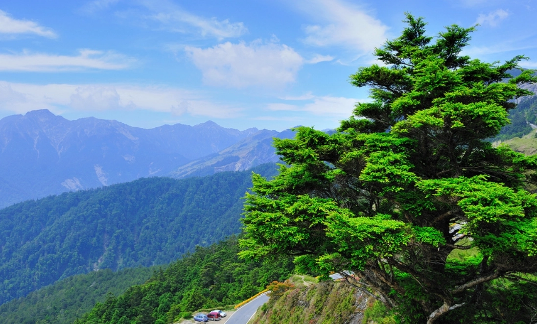 台灣二葉松 觀賞地點