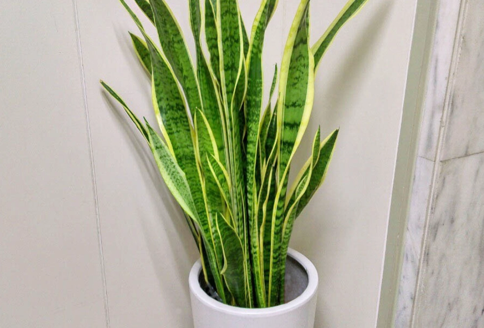 室內 植物 寵物