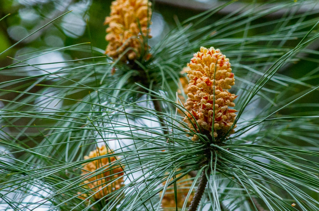 台灣二葉松 特徵