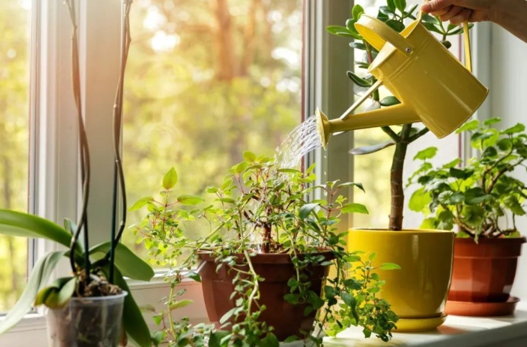 如何判斷盆栽澆水