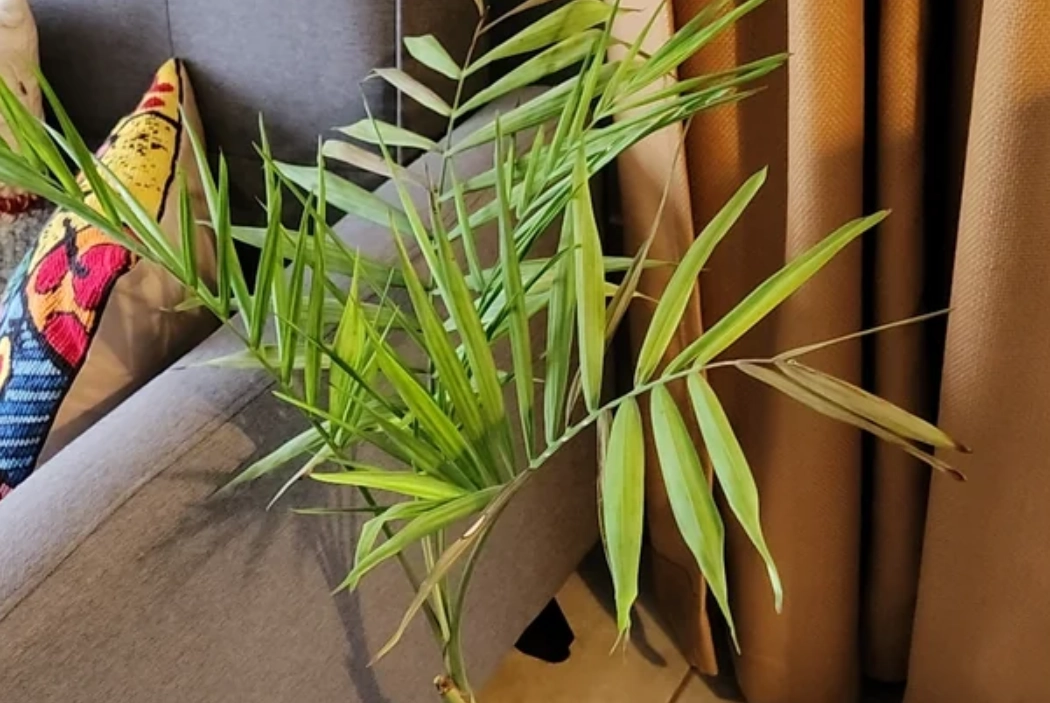 袖珍椰子葉子焦枯