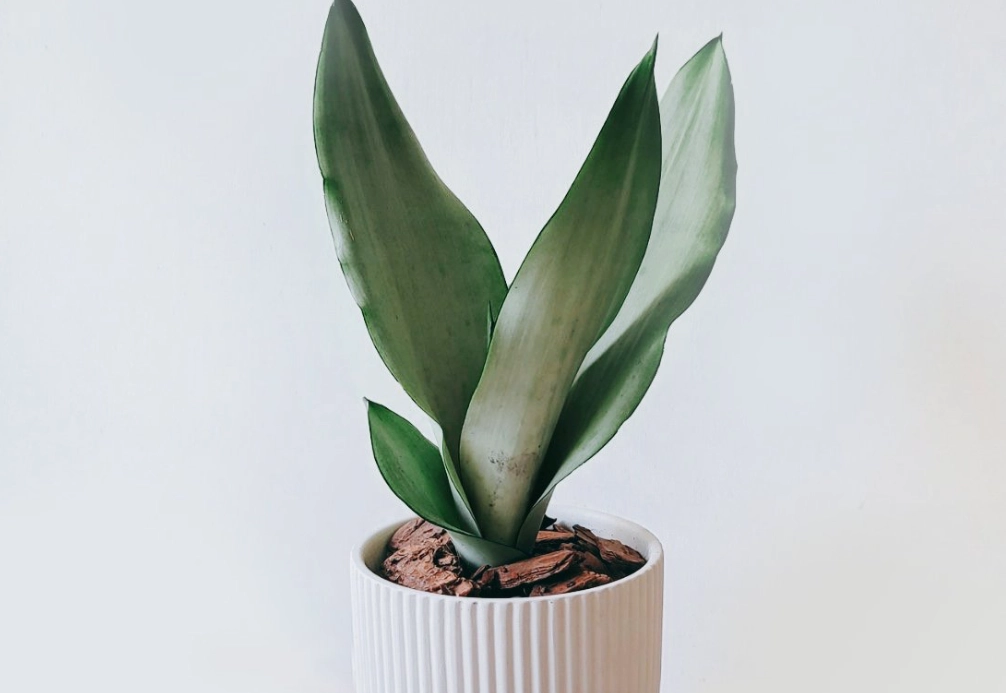 貓咪 友善 植物