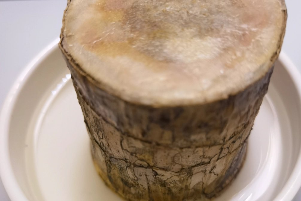 巴西木不發芽原因