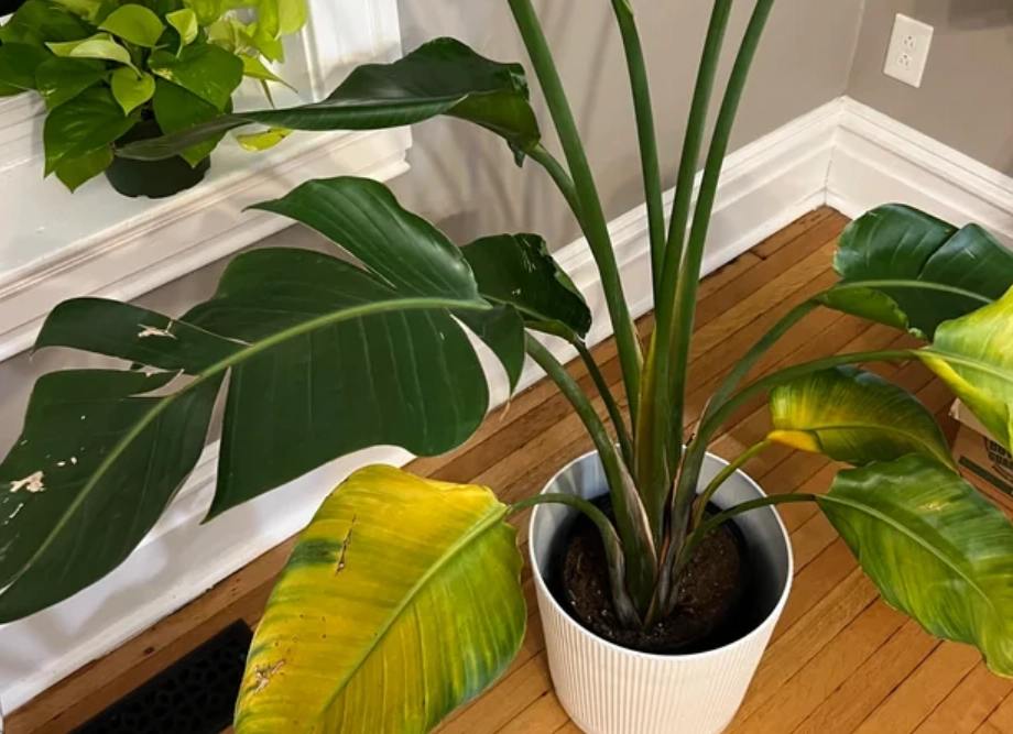 天堂鳥葉子變黃