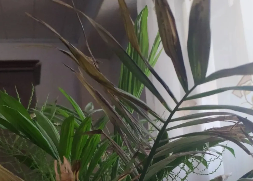 室內植物葉尖焦枯