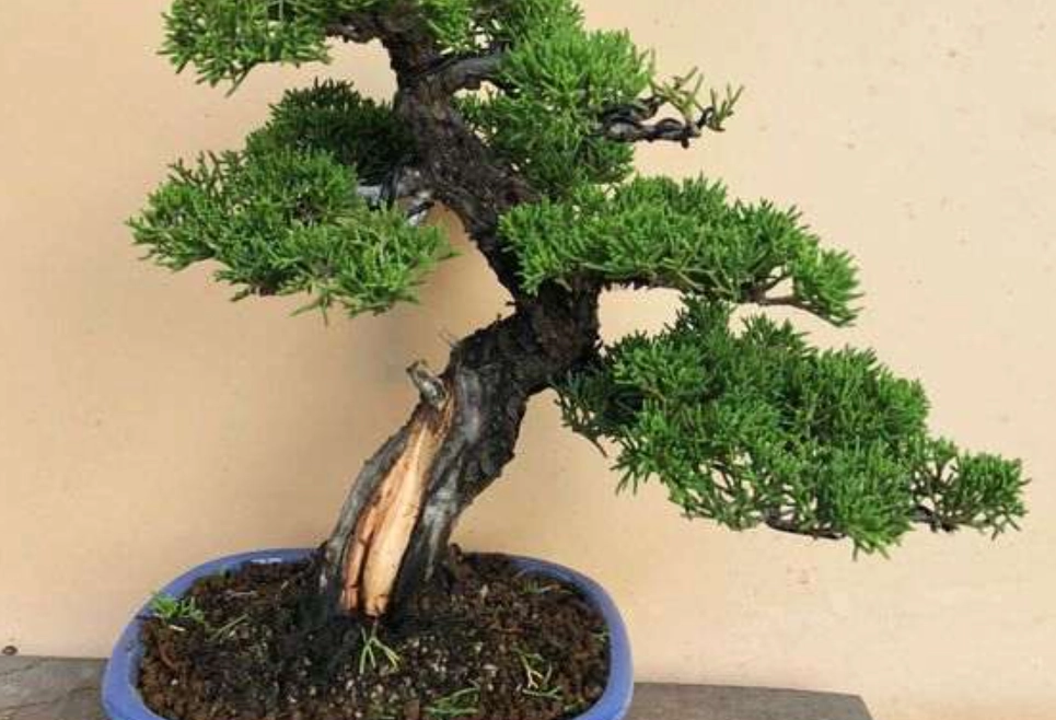 真柏盆景造型