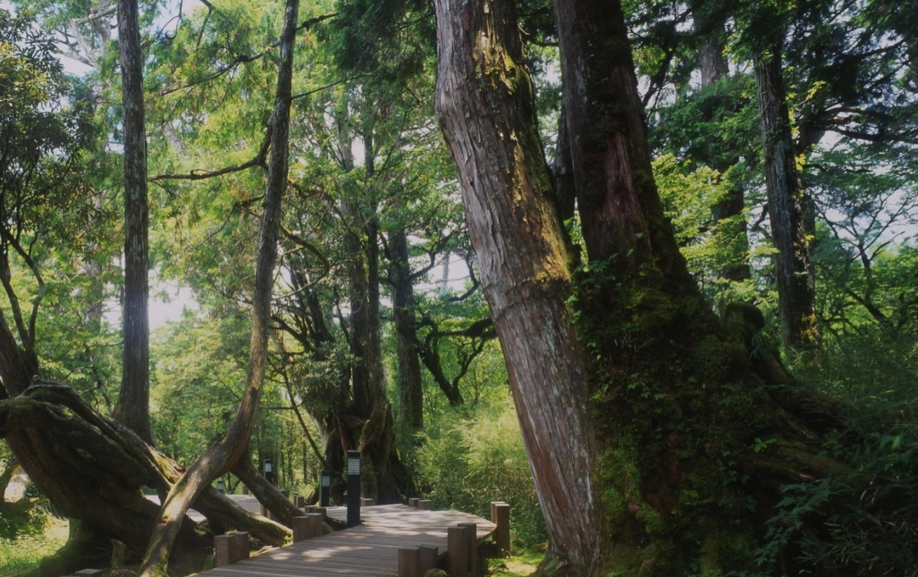 台灣二葉松 特徵
