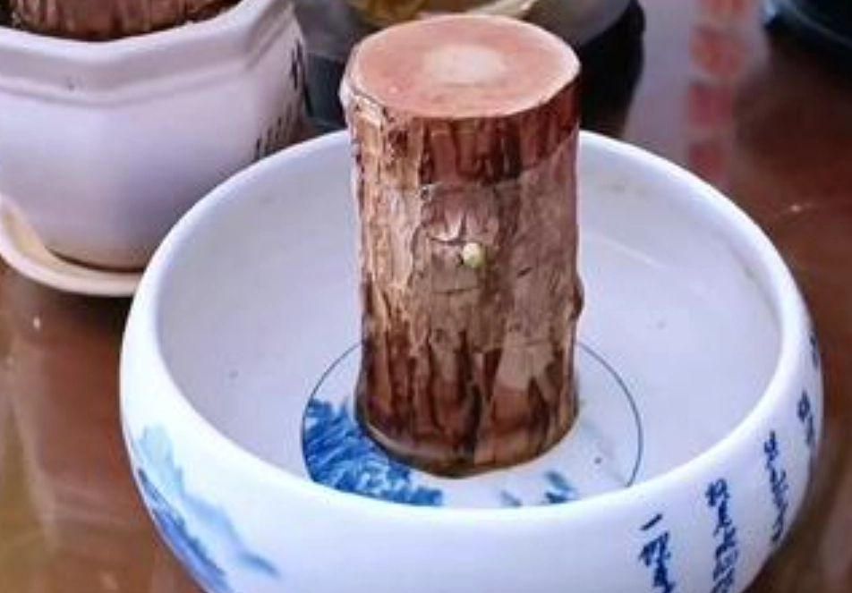 巴西木發芽方法