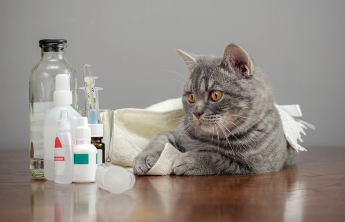 貓不能吃的食物