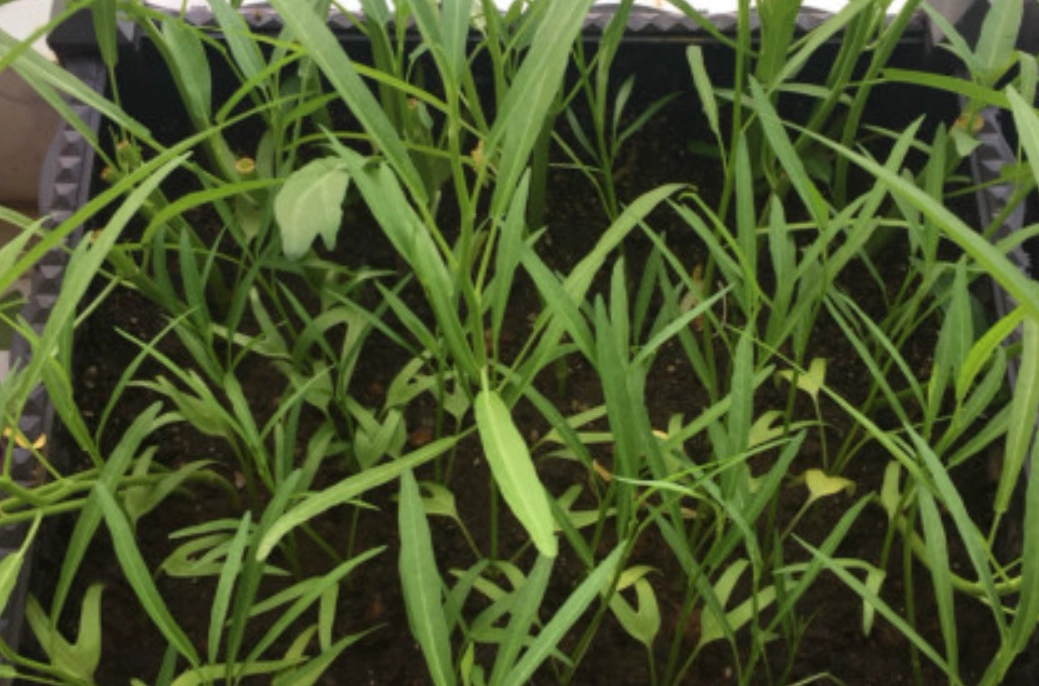 蔬菜變黃能吃嗎