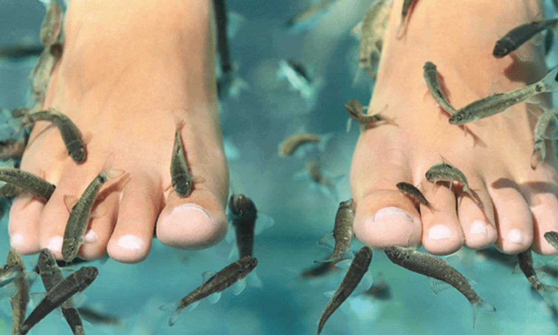 夢到被魚咬腳解析