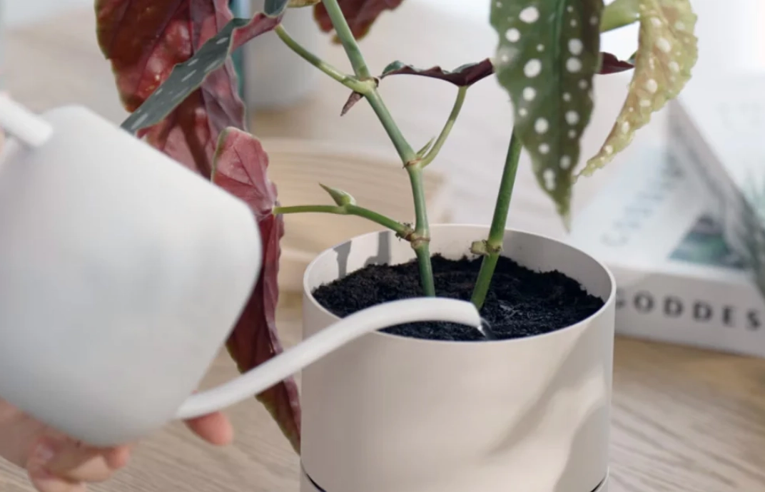 如何判斷盆栽澆水