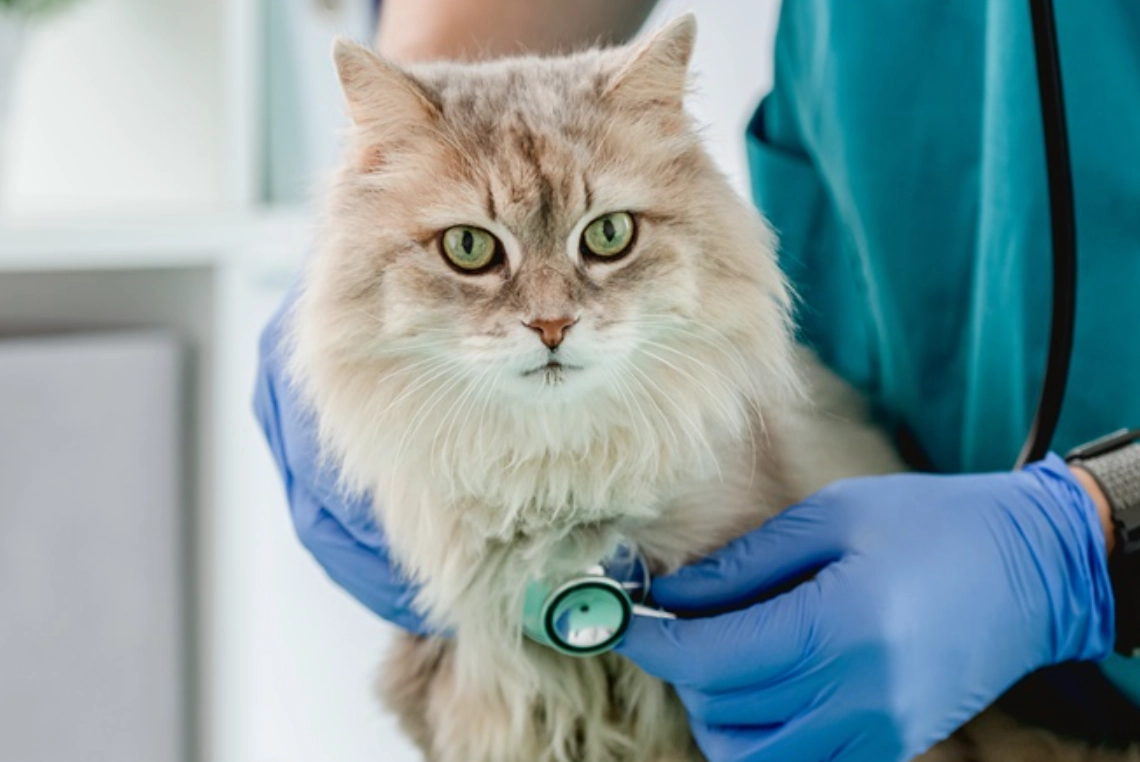 貓不能吃的食物