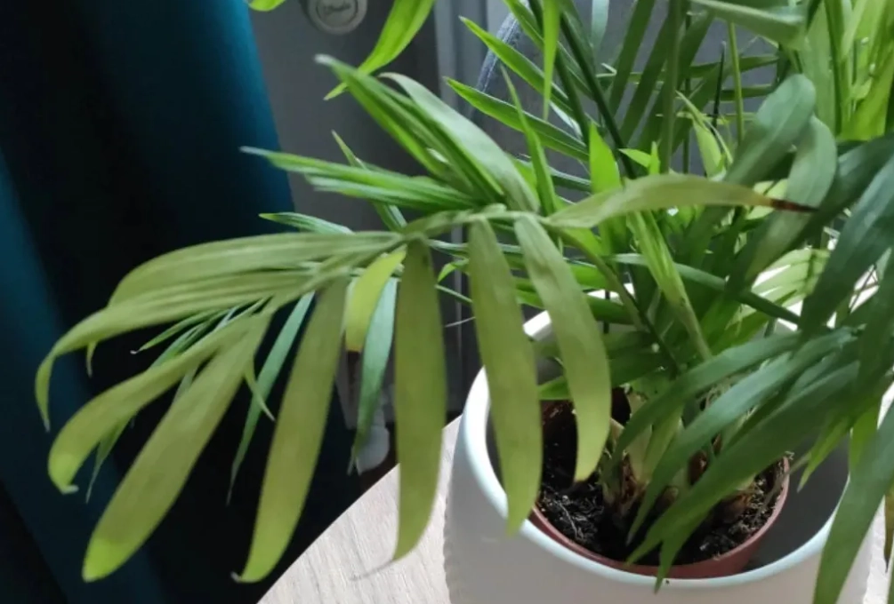 室內植物葉尖焦枯