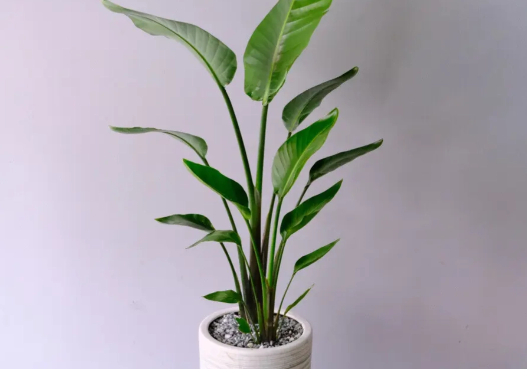 天堂鳥 葉子 焦邊