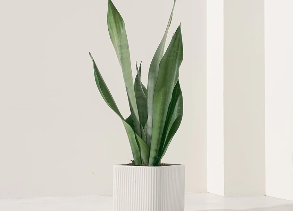 貓咪 友善 植物