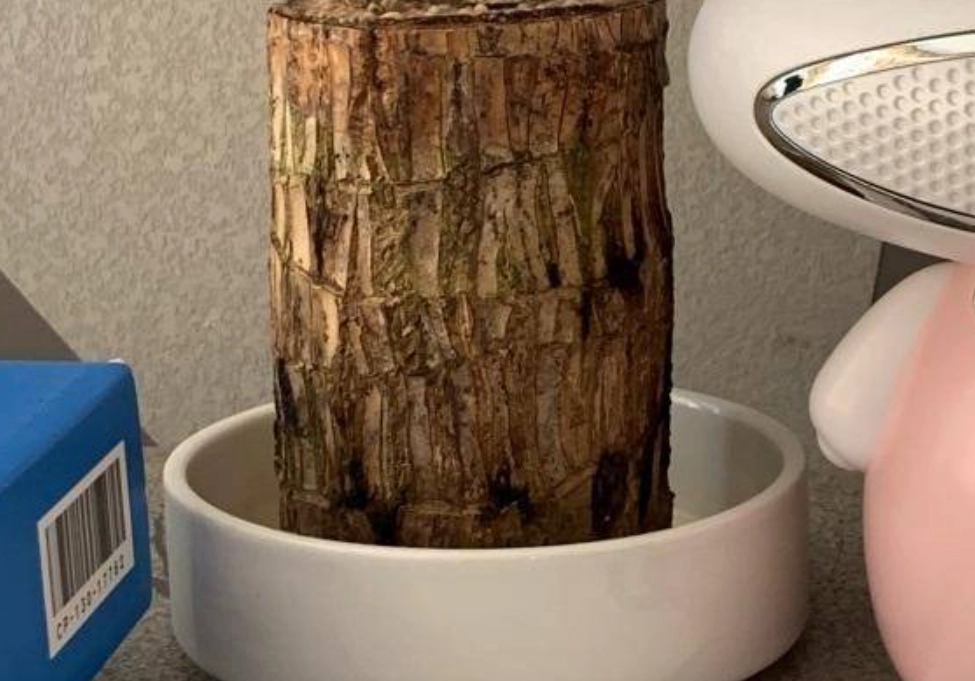 巴西木不發芽原因