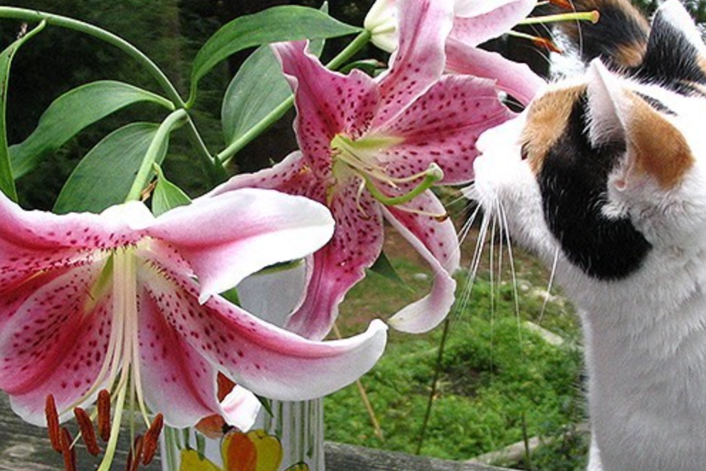 百合花對貓的影響