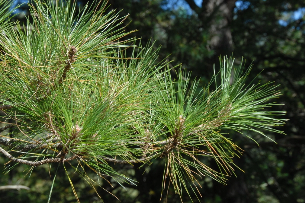 台灣二葉松 分布