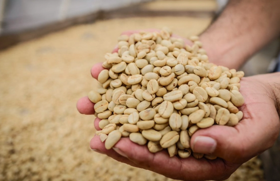 生咖啡豆