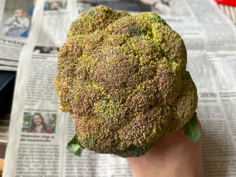 花椰菜變黃能吃嗎