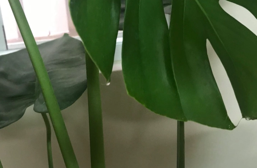 龜背芋葉子出水