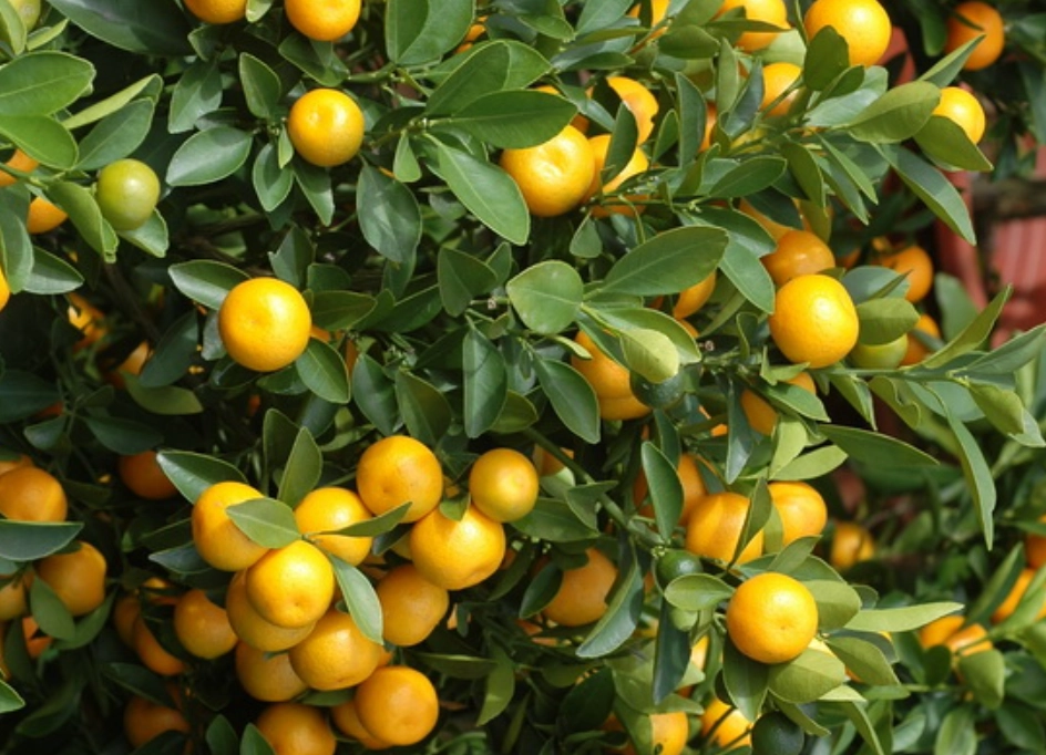 金桔樹照顧