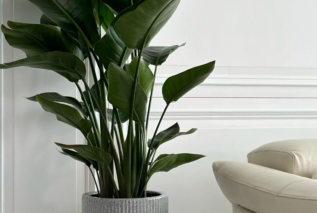 天堂鳥植物花語