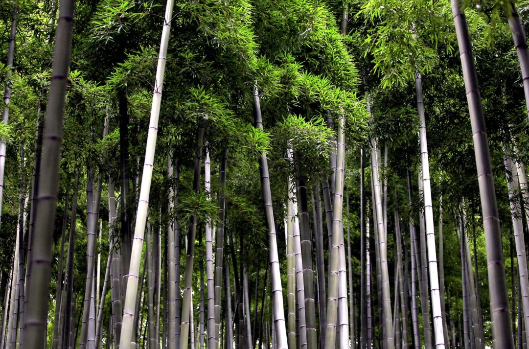 竹是主根还是须根