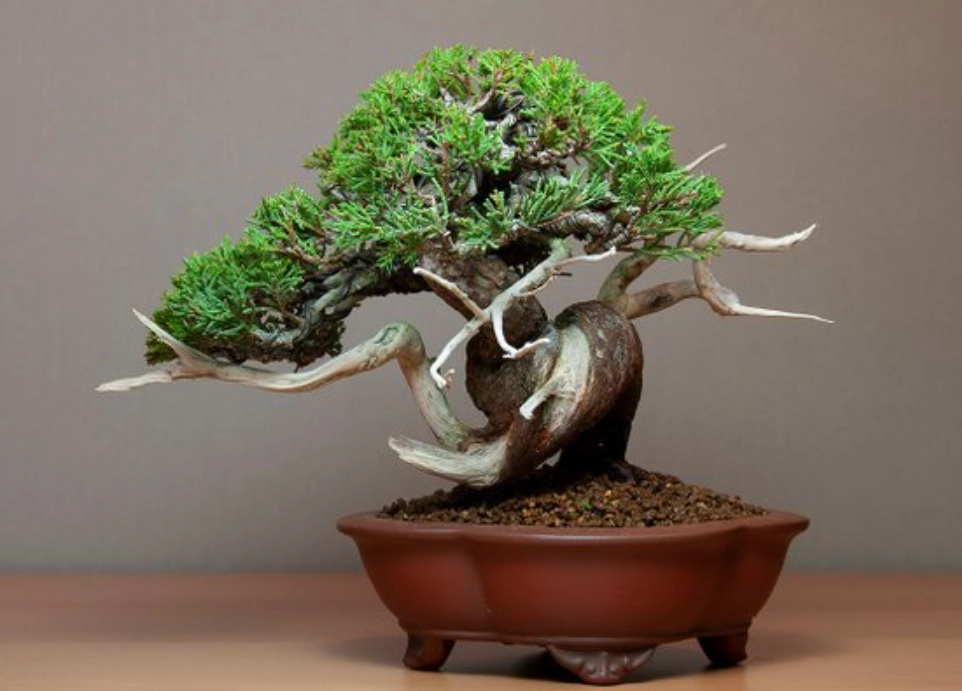 系魚川真柏換盆季節