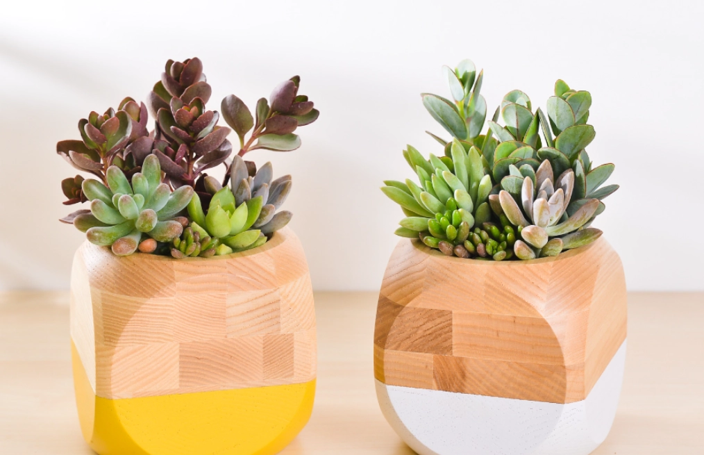 辦公室可以放多肉植物嗎