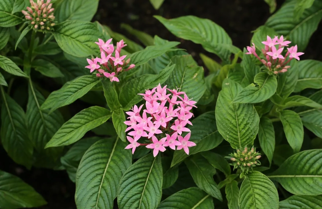多年生四季開花 多年生四季開花