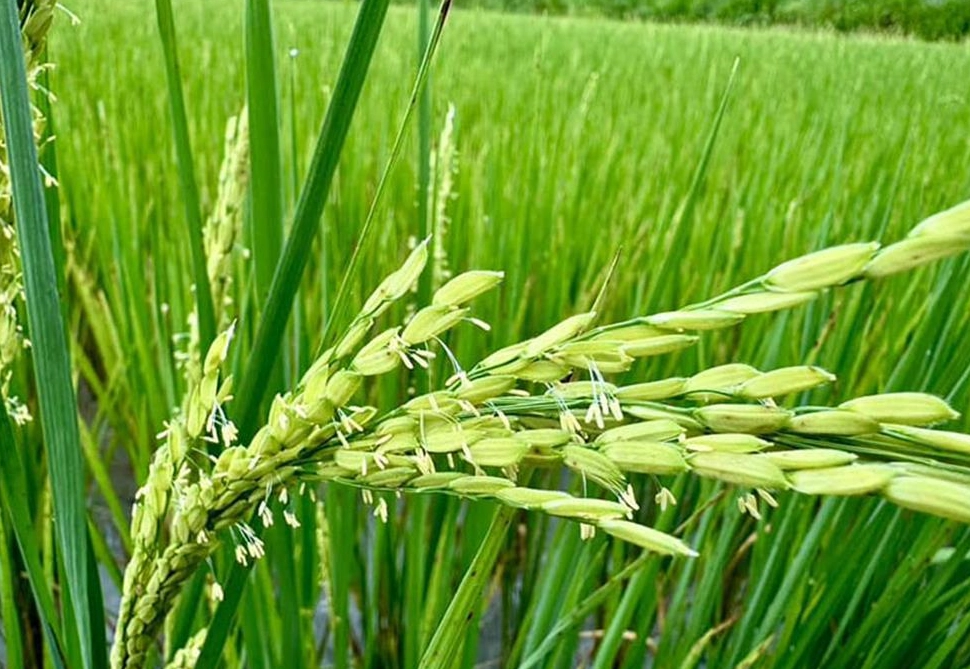 水稻抽穗時間 水稻抽穗時間