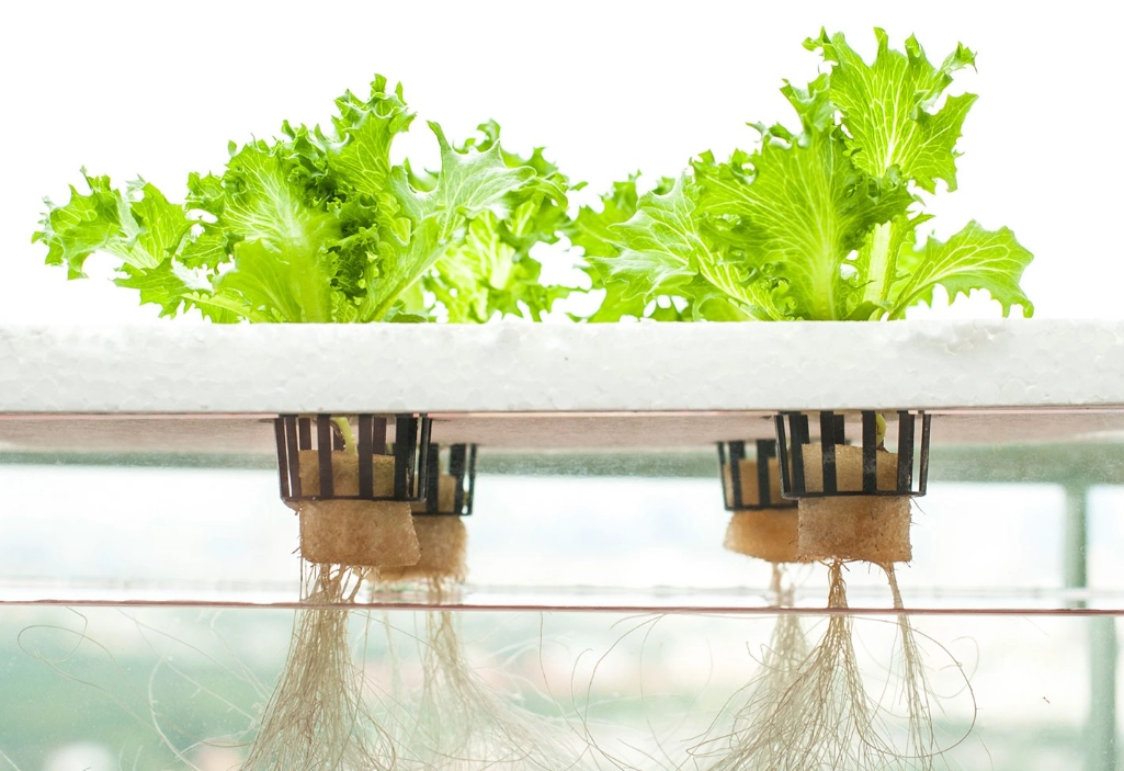 水培蔬菜有哪些 水培蔬菜有哪些