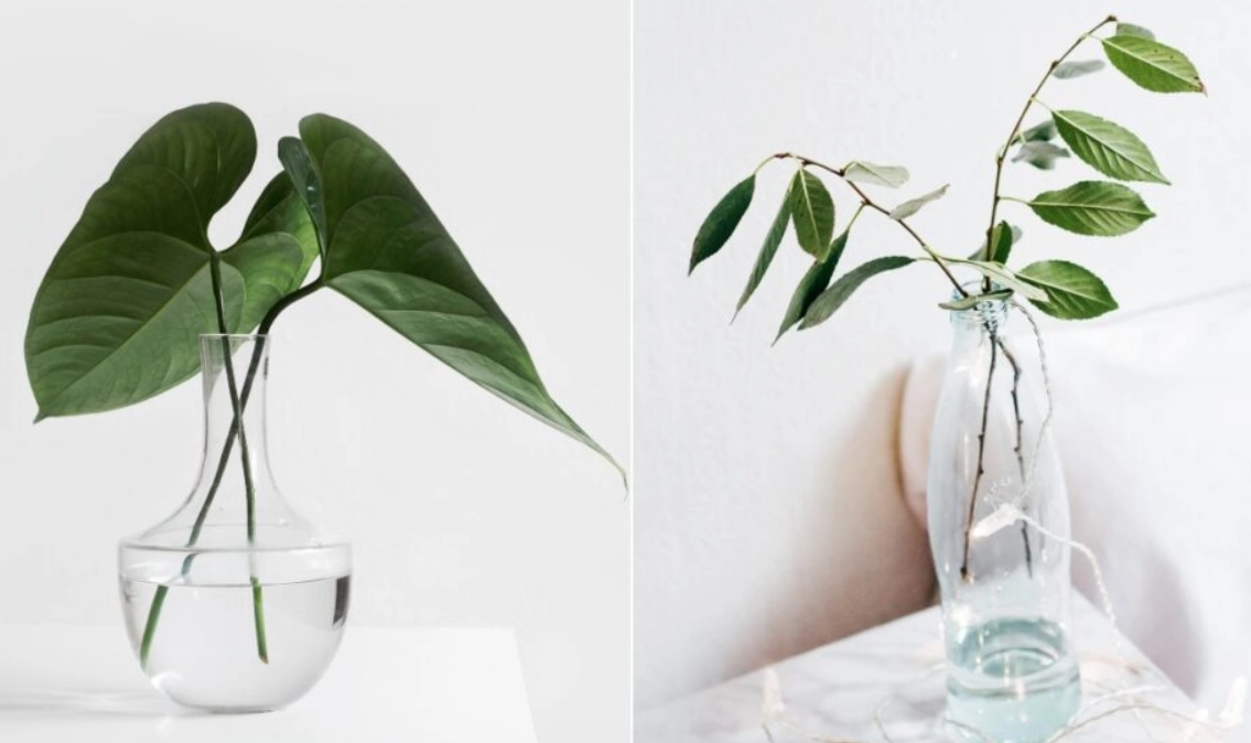 只需要水的植物