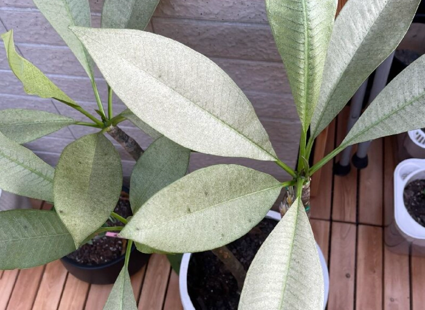植物葉子變白 植物葉子變白